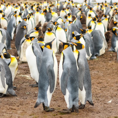 Plenty of Penguins​ in Port Stanley